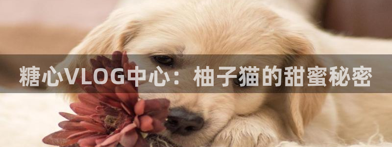 糖心vlog新晋：糖心VLOG中心：柚子