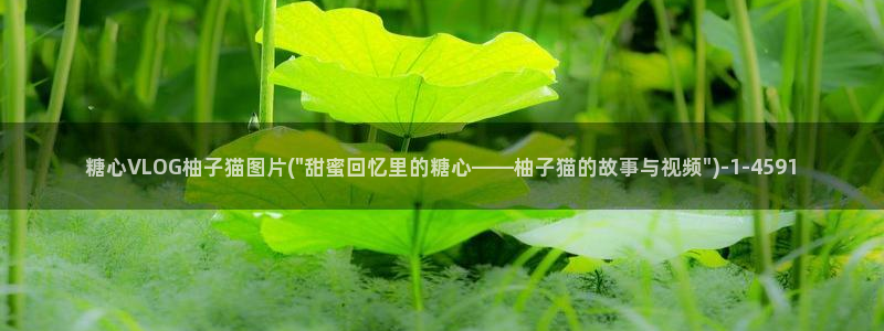 糖心vlog柠檬猫：糖心VLOG柚子猫图片(\